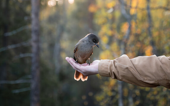 Siberian jay sits on hand. Person feeding bird in Finland