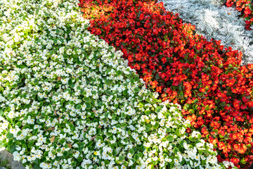 Begonia Flowers Texture Background, Street Bed Pattern, Blooming Plants on Summer Street
