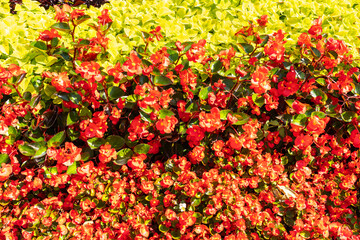Begonia Flowers Texture Background, Street Bed Pattern, Blooming Plants on Summer Street