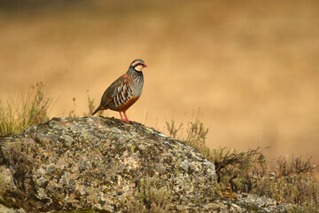 perdiz roja de campo en el campo en otoño