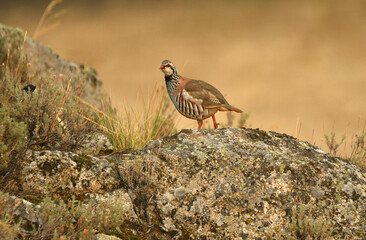 perdiz roja de campo en el campo en otoño