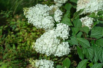 Hydrangea Flowers, Blooming White Hortensia, Hydrangea Paniculata Flower Closeup, Large Inflorescences