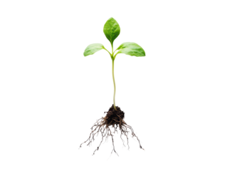 A young plant with vibrant green leaves and detailed root system, symbolizing growth and renewal. This image captures essence of natures resilience and beauty. 