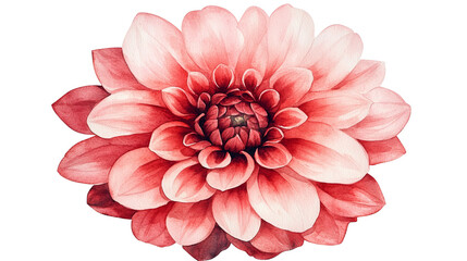 Fototapeta premium A stunning close-up of a blooming flower with vibrant pink and white petals, showcasing intricate details and delicate textures, ideal for nature enthusiasts and floral designs.