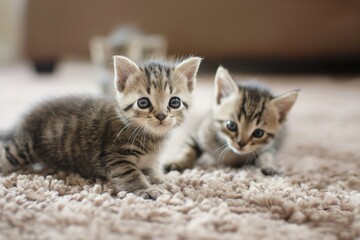 Cute kittens playing on soft carpet. Adorable baby cats with fluffy fur on floor. Domestic pets in indoor setting. Small mammal animals playing together.