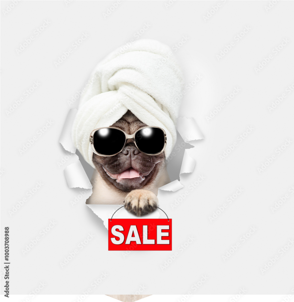 Poster cute pug puppy with towel on it head looking through a hole in white paper and showing signboard wit