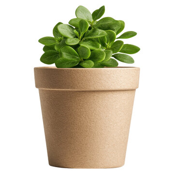 recommend clip art: Potted succulent plant in a simple brown pot on a transparent background clipart