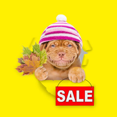 Happy puppy wearing warm knitted hat with pompon holds dry leaves and shows signboard with labeled 
