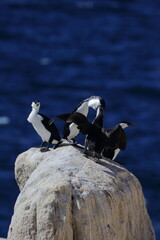 black-faced cormorant