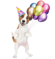 Happy jack russell terrier puppy wearing party cap holds balloons and looks at camera. isolated on white background