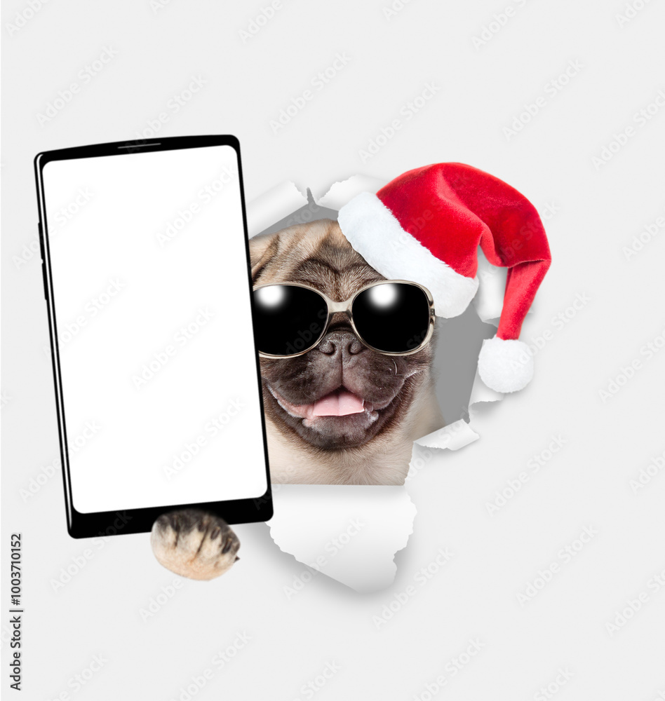 Poster Funny Pug puppy wearing red santa hat holds big smartphone with empty screen in it paw, showing close to camera through torn white paper hole. Empty free space for mock up