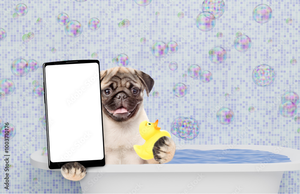 Leinwandbilder Funny Pug puppy takes the bath with rubber duck and shows big smartphone with white blank screen in it paw. Empty space for text