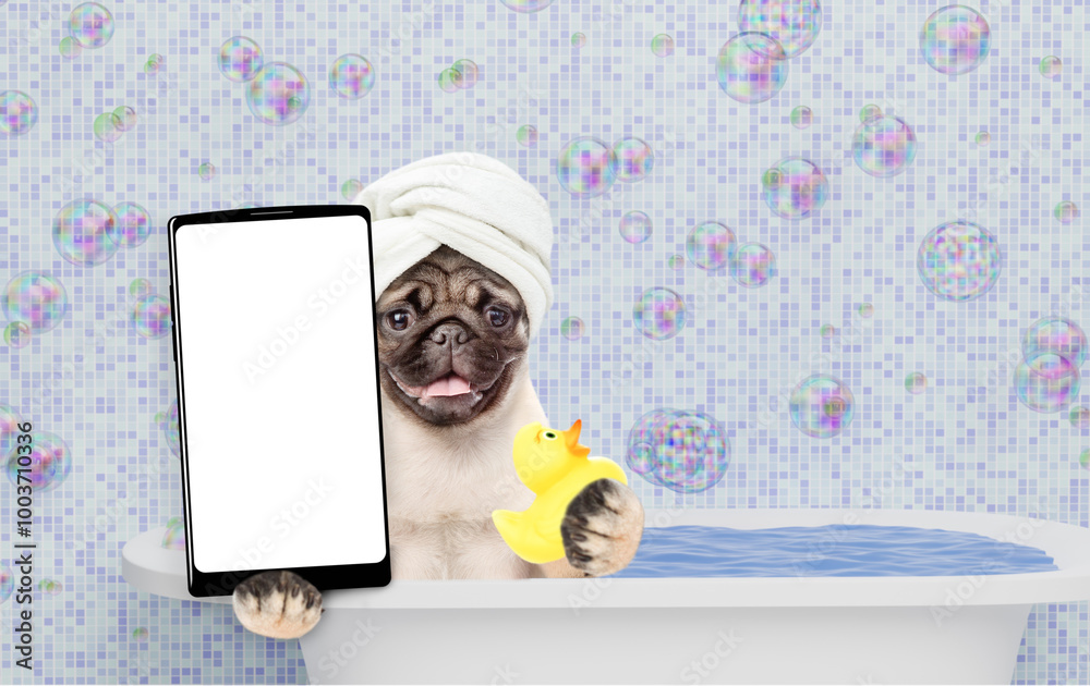Poster funny mastiff puppy with towel on it head holds rubber duck, takes the bath and shows big smartphone