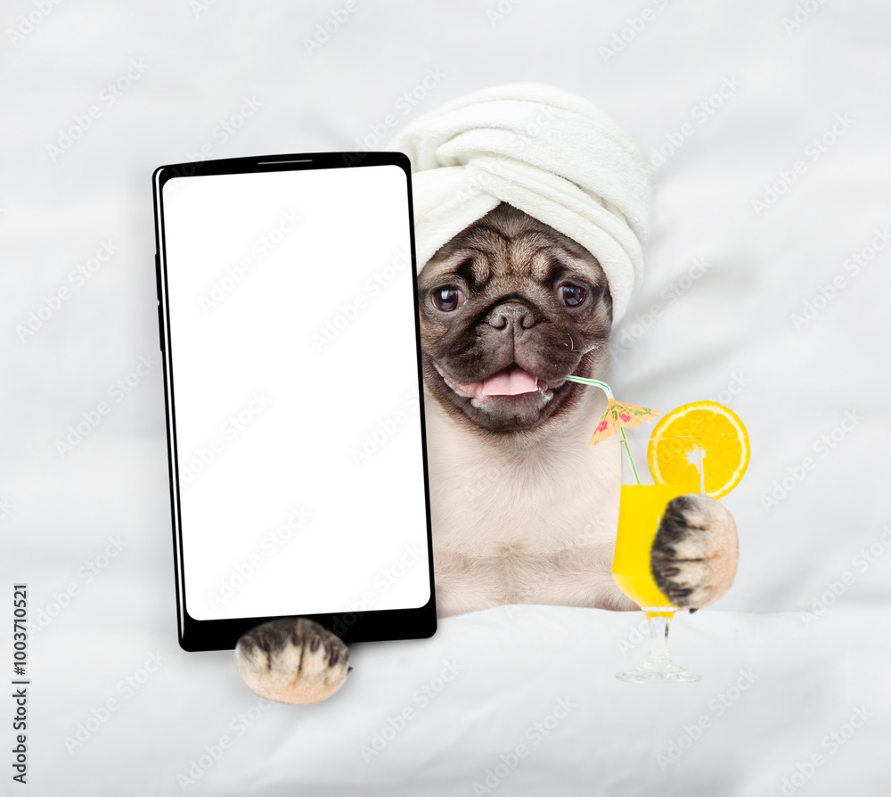 Poster Happy Pug puppy with towel on it head relaxing on the bed at home and showing big smartphone with white screen in it paw. Top down view