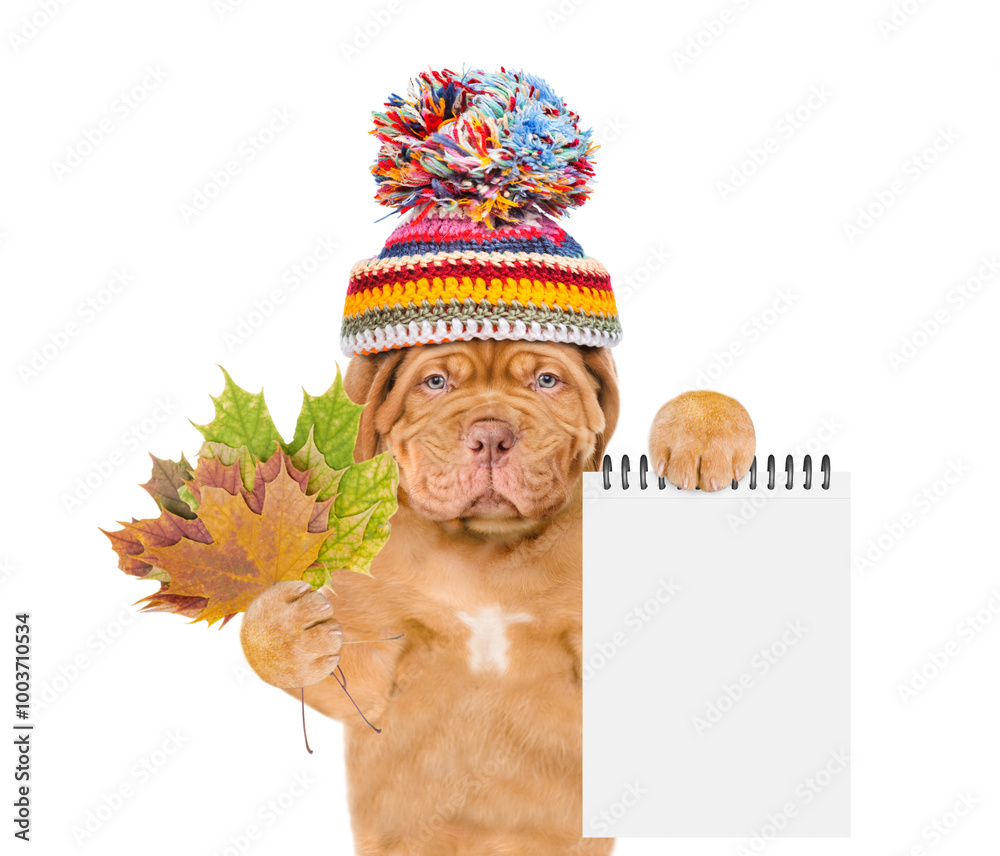 Poster unhappy mastiff puppy wearing a warm hat with pompon holds dry colorful leaves and shows blank notep