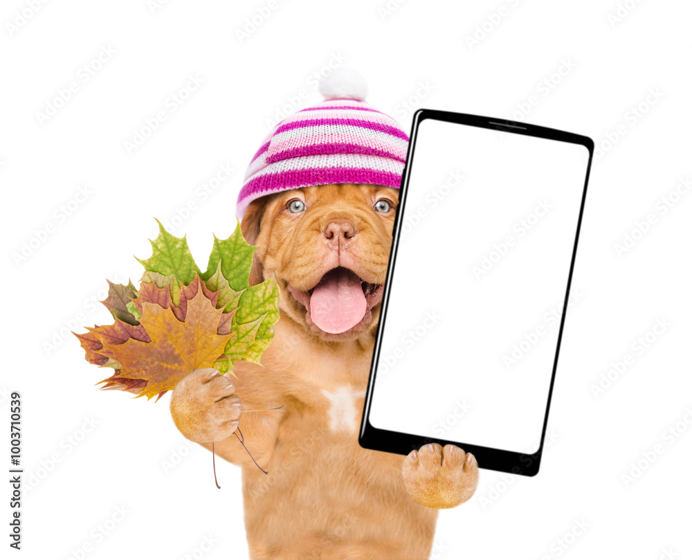 Poster Happy puppy wearing warm hat holds dry leaves and big smartphone with white blank screen in it paw. Isolated on white background. Empty space for text