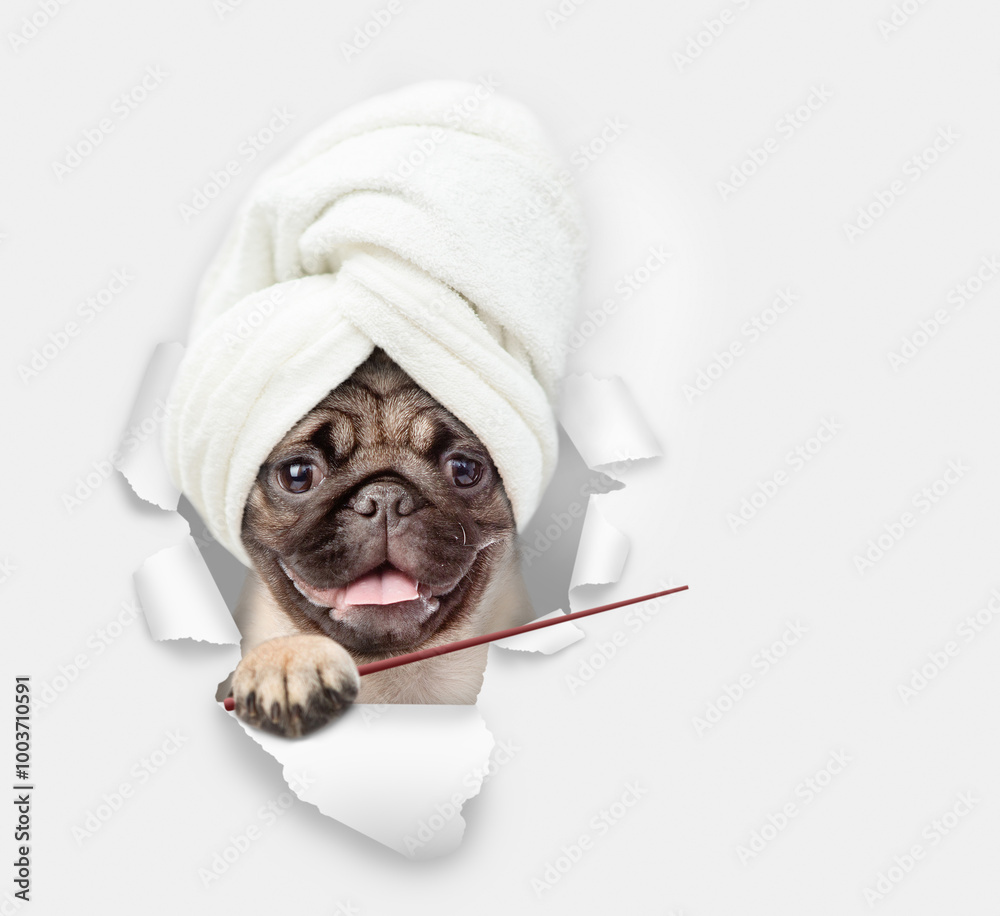 Leinwandbilder Smiling Pug puppy wearing towel on it head looking through the hole in white paper and pointing away on empty space