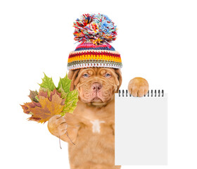 Unhappy mastiff puppy wearing a warm hat with pompon holds dry colorful leaves and shows blank notepad. isolated on white background