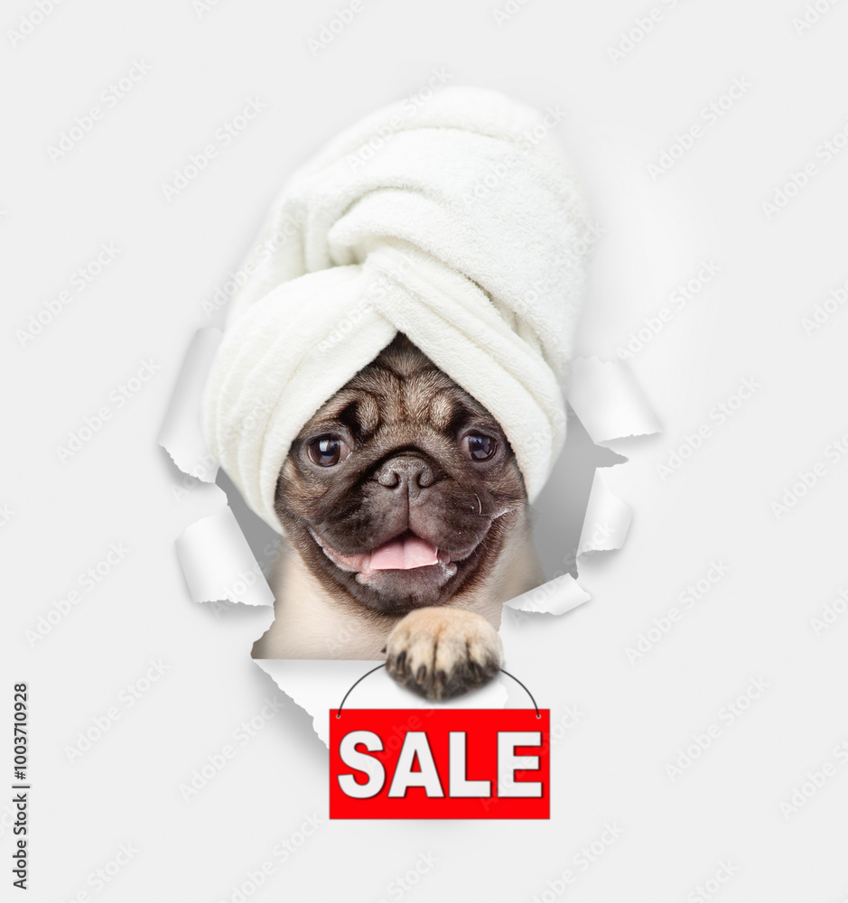 Poster cute pug puppy with towel on it head looking through a hole in white paper and showing signboard wit