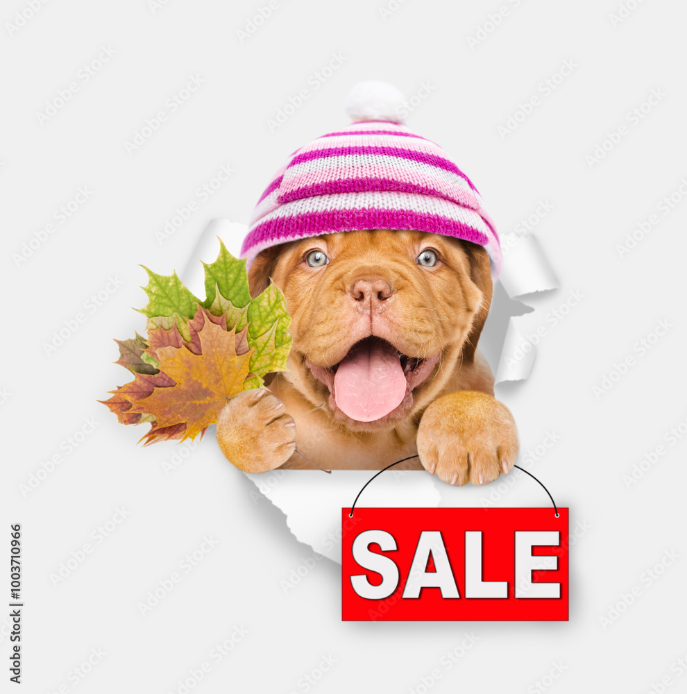Poster smiling puppy wearing warm knitted hat with pompon holds dry leaves and shows signboard with labeled
