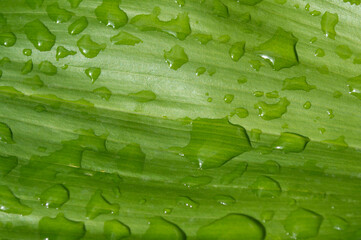 Gotas de agua en hoja de planta de jardín.