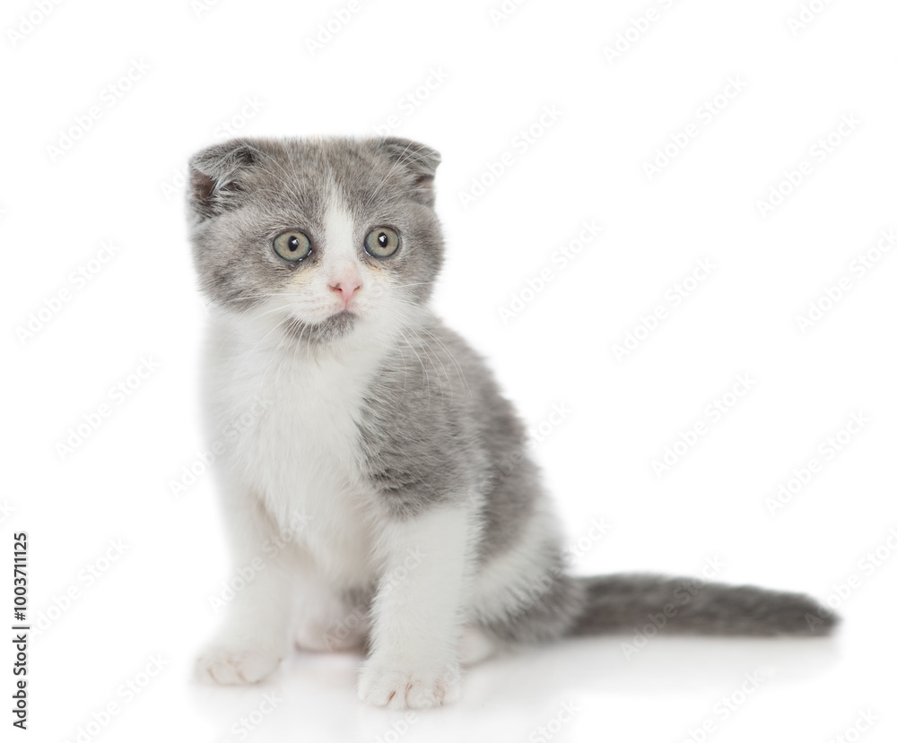 Poster spotty tiny kitten sits and looks away on empty space. isolated on white background