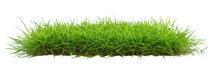 Lush green grass isolated on PNG cutout background.