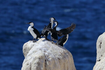 black-faced cormorant