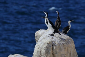black-faced cormorant