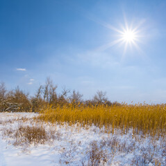 winter snowbound  forest glade in light of sparkle sun