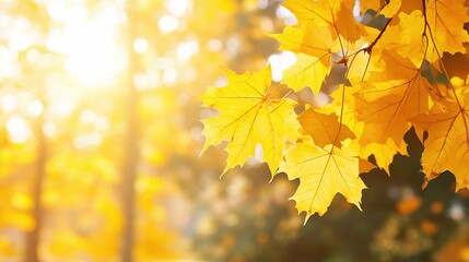 Obraz premium Vibrant Golden Autumn Leaves Against Soft Light