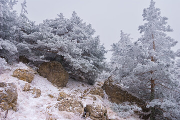 snowbound fir tree forest on winter mountain slope