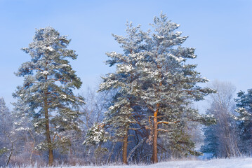 snowbound fir tree forest at bright  winter day, beautiful seasonal landscape