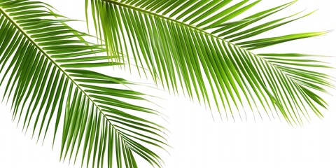 Obraz premium Close-up of green coconut palm leaves isolated on white background. Delicate, exotic, tropical foliage with many palm leaves in different textures, colors. Fresh, rich, botanical collection features