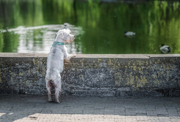 White dog looking at the water in the lake, walking in the park