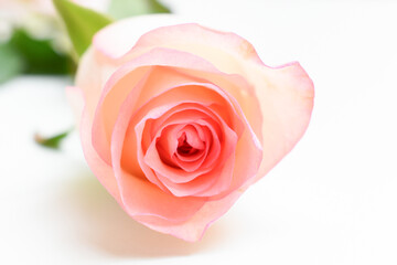 beautiful pink rose flower isolated on white background, valentine day