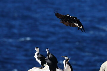 black-faced cormorant