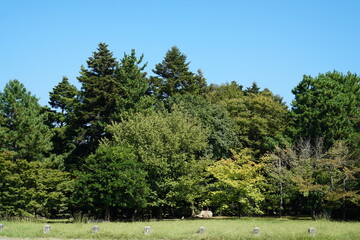 公園の様々な木々