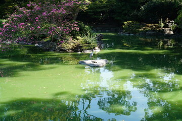 百日紅の池に佇む鷺と亀