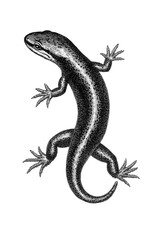 vintage salamander illustration isolated on transparent background