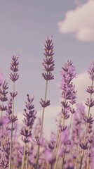 Obraz premium A field of lavender flowers beneath a clear, blue sky Scattered clouds dot the expanse above