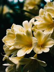 Obraz premium Clivia flower