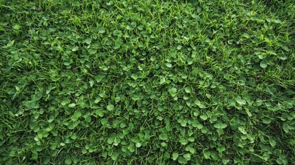 Fototapeta premium Close-Up View of Lush Green Grass on Lawn