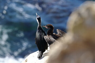 black-faced cormorant