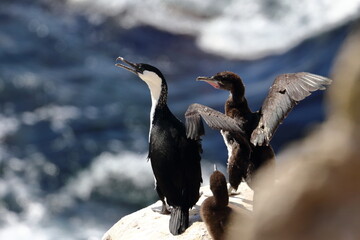 black-faced cormorant