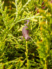 Brown lizard in green thuja tree needles front view