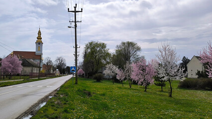 Obraz premium spring in Kulpin rural village, in Vojvodina