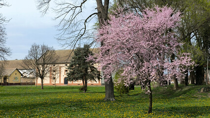 spring in Kulpin rural village, in Vojvodina
