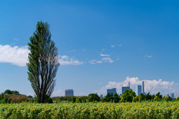 新都心と花畑