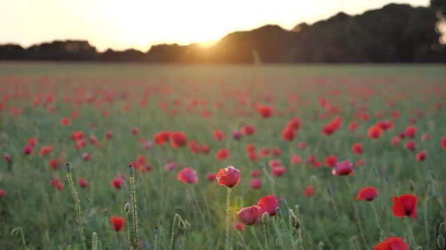 time lapse del atardecer en un bonito paisaje lleno de amapolas 